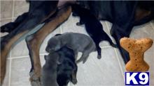 Doberman Pinscher Puppies in TX